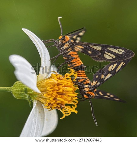 Insects are animals that form the class Insecta (derived from Latin: insectum, a loan word from the Greek ἔντομον [éntomon], which means 