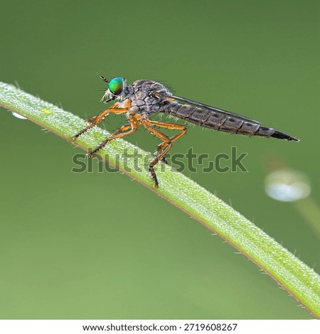 Insects are animals that form the class Insecta (derived from Latin: insectum, a loan word from the Greek ἔντομον [éntomon], which means 