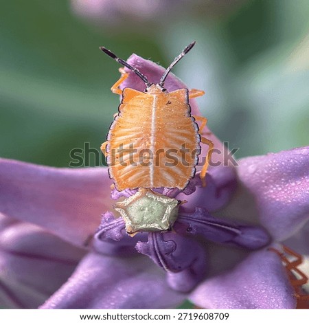 Insects are animals that form the class Insecta (derived from Latin: insectum, a loan word from the Greek ἔντομον [éntomon], which means 