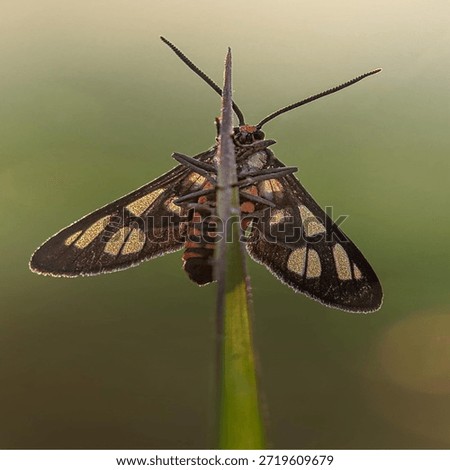 Insects are animals that form the class Insecta (derived from Latin: insectum, a loan word from the Greek ἔντομον [éntomon], which means 