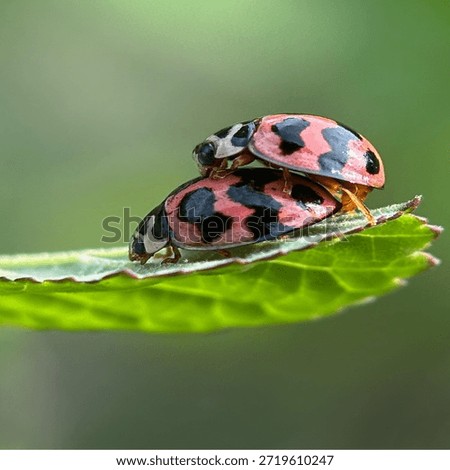Insects are animals that form the class Insecta (derived from Latin: insectum, a loan word from the Greek ἔντομον [éntomon], which means 