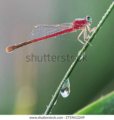 Insects are animals that form the class Insecta (derived from Latin: insectum, a loan word from the Greek ἔντομον [éntomon], which means 