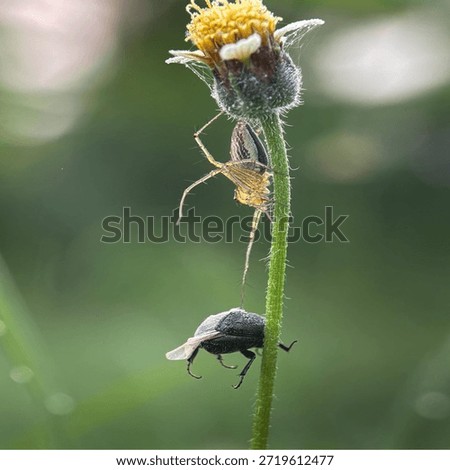Insects are animals that form the class Insecta (derived from Latin: insectum, a loan word from the Greek ἔντομον [éntomon], which means 