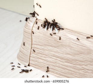 Insects. Ants in the house on the baseboards and wall angle