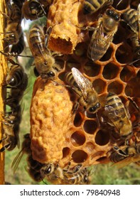 Insects, bees, instinct, breeding, reproduction, colony, community, cocoons, honeycomb, beeswax, hive, macro, open, wings. head, legs, beekeeping, apiary