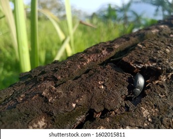 insects between the fallen woods