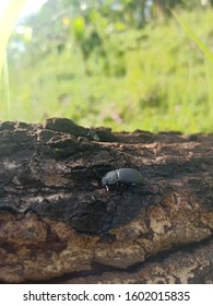 insects between the fallen woods
