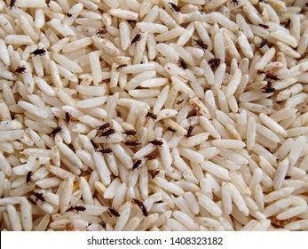 54 Insects that eat and destroy raw rice Images, Stock Photos & Vectors ...