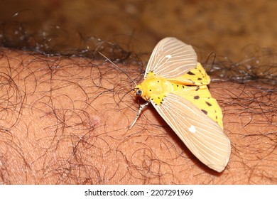 Insects, Butterflies Perch On Hairy Human Skin.