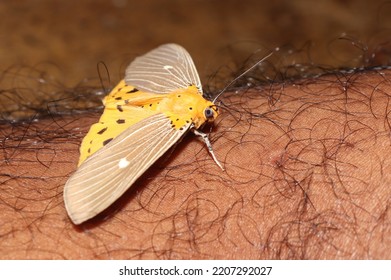 Insects, Butterflies Perch On Hairy Human Skin.