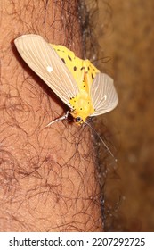 Insects, Butterflies Perch On Hairy Human Skin.