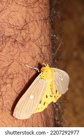 Insects, Butterflies Perch On Hairy Human Skin.