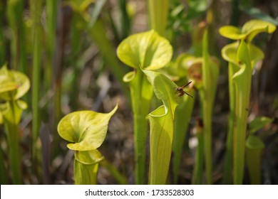 Insects Buzz Around Carnivorous Pitcher Plants In Wilmington North Carolina Green Swamp Preserve