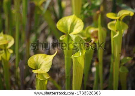 Insects buzz around carnivorous pitcher plants in Wilmington North Carolina Green Swamp Preserve