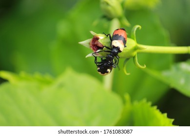 The Insects Called Cantharidin Eats Flowers 