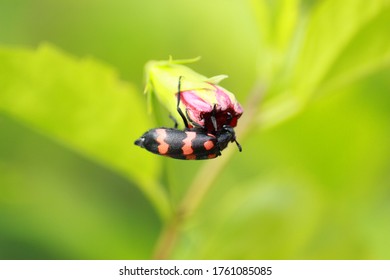 The Insects Called Cantharidin Eats Flowers