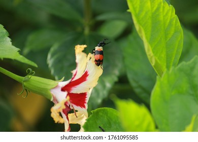 The Insects Called Cantharidin Eats Flowers 