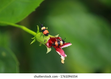 The Insects Called Cantharidin Eats Flowers