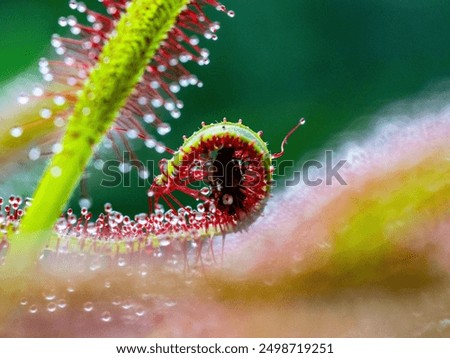 Insects caught on the adhesive tentacles of the sundew