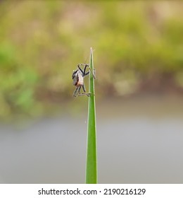 Insects Are A Class Of Invertebrates In The Phylum Arthropoda That Have A Chitinous Exoskeleton. An Insect Is Perching On The Tip Of A Leaf.