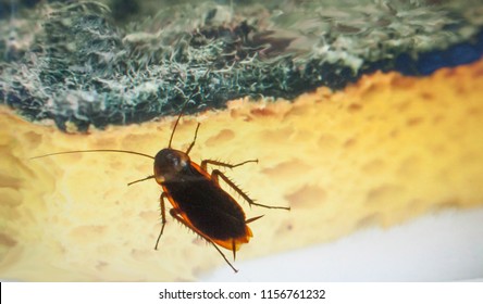 The Insect's Cockroach Spread Germs On Sponges.