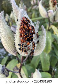 Insects Crowding On A Milkweed Pod