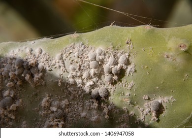  Insects Dactylopius Coccus On The Leaf Of Prickly Pear