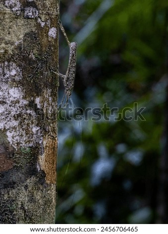 Insects in the Daintree Rainforest