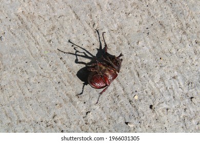 
Insects Die From Insect Poison.
Dead Rhinoceros Beetle With Fall Backwards