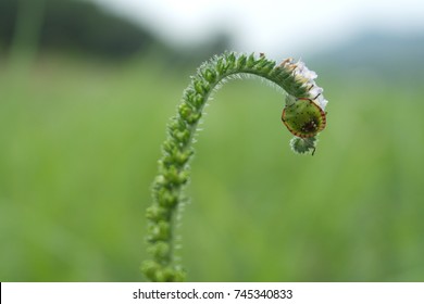 insects at the end of the leaf