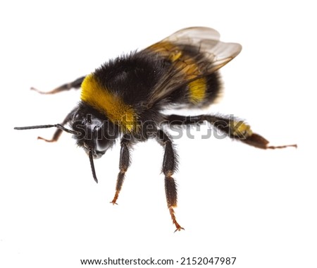 insects of europe - bees: diagonal view macro of female bumblebee (complex Bombus lucorum ) isolated on white background