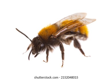 insects of europe - bees: side view of female tawny mining bee ( Andrena fulva german Rotpelzige Sandbiene)  isolated on white background - Shutterstock ID 2152048015
