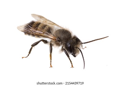  insects of europe - bees: side view of male Osmia bicornis  red mason bee (german Rote Mauerbiene)  isolated on white background