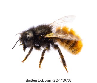  insects of europe - bees: side view of female Osmia cornuta European orchard bee (german Gehörnte Mauerbiene)  isolated on white background - Shutterstock ID 2154439733