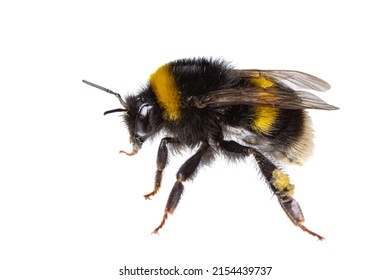 insects of europe - bees: side view macro of female bumblebee (complex Bombus lucorum ) isolated on white background
