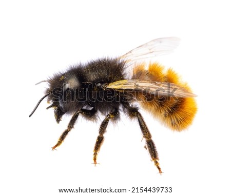  insects of europe - bees: side view of female Osmia cornuta European orchard bee (german Gehörnte Mauerbiene)  isolated on white background