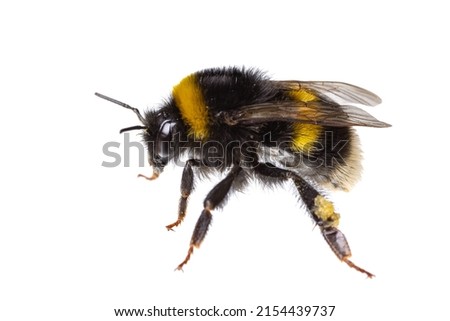  insects of europe - bees: side view macro of female bumblebee (complex Bombus lucorum ) isolated on white background