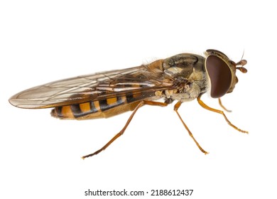 insects of europe - flies: macro of hoverfly Episyrphus balteatus ( marmalade hoverfly german Hainschwebfliege ) isolated on white background - side view - Shutterstock ID 2188612437