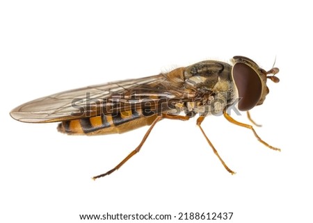 insects of europe - flies: macro of hoverfly Episyrphus balteatus ( marmalade hoverfly german Hainschwebfliege ) isolated on white background - side view