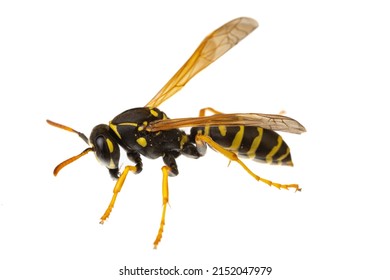  insects of europe - wasps: macro of paper wasp ( Polistes nimpha )  isolated on white background - side view - Shutterstock ID 2152047979