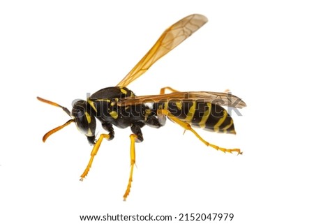 insects of europe - wasps: macro of paper wasp ( Polistes nimpha )  isolated on white background - side view