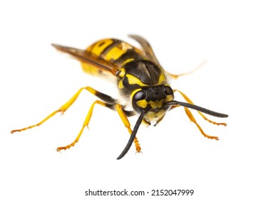 insects of europe - wasps: macro of Vespula germanica  german wasp european wasp  isolated on white background  diagonal view 
