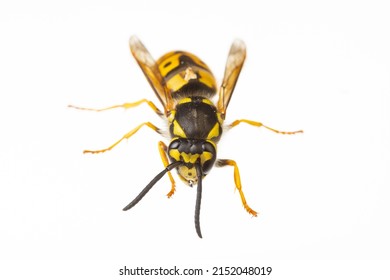 insects of europe - wasps: macro of Vespula germanica  german wasp european wasp  isolated on white background  