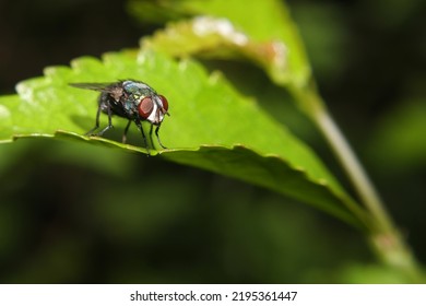 Insects, Flies On Green Leaves, This Type Is Known As The House Fly Because It Has Commensalism With Humans, This Type Is From The Suborder Cyclorrhapha