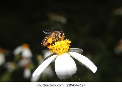 insects, honey bees sucking liquid on yellow flowers, Apis dorsata otherwise known as the giant honey bee