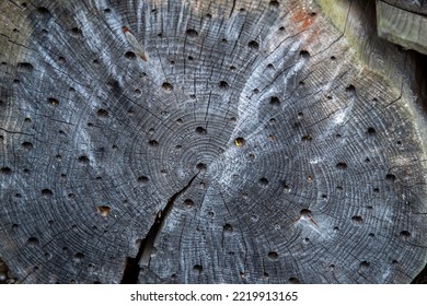 Insects House, Holes In The Wood In Which Insects Live. Artificially Created House For Insects