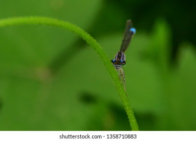 Insects inhabiting wild plants - Shutterstock ID 1358710883