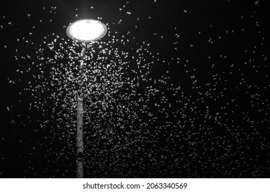 Insects Invasion By Street Light