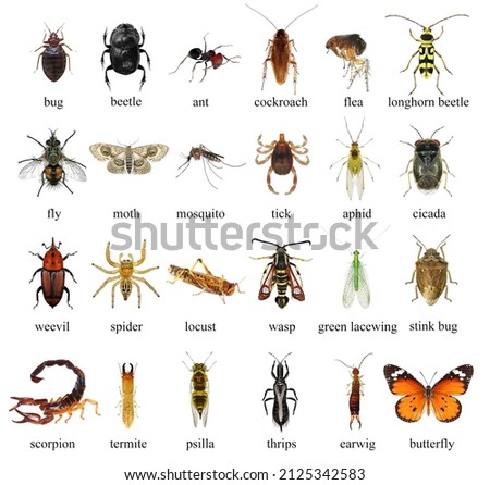 Insects isolated on a white background. Collection. Macro