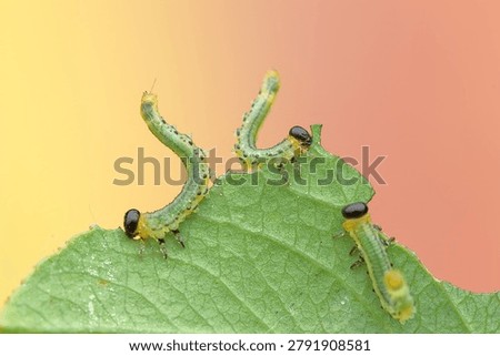 insects, larvae of wasps on a leaf and a colored background